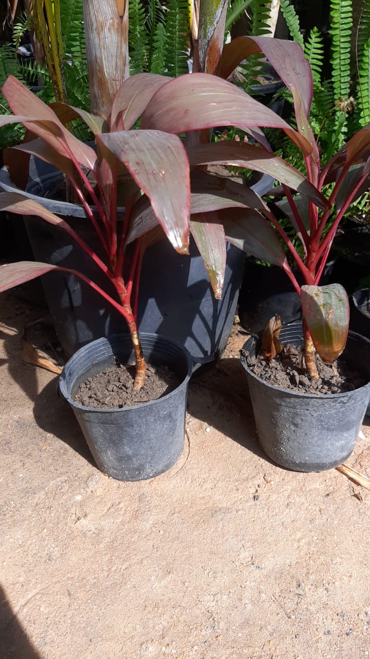 Cordyline
