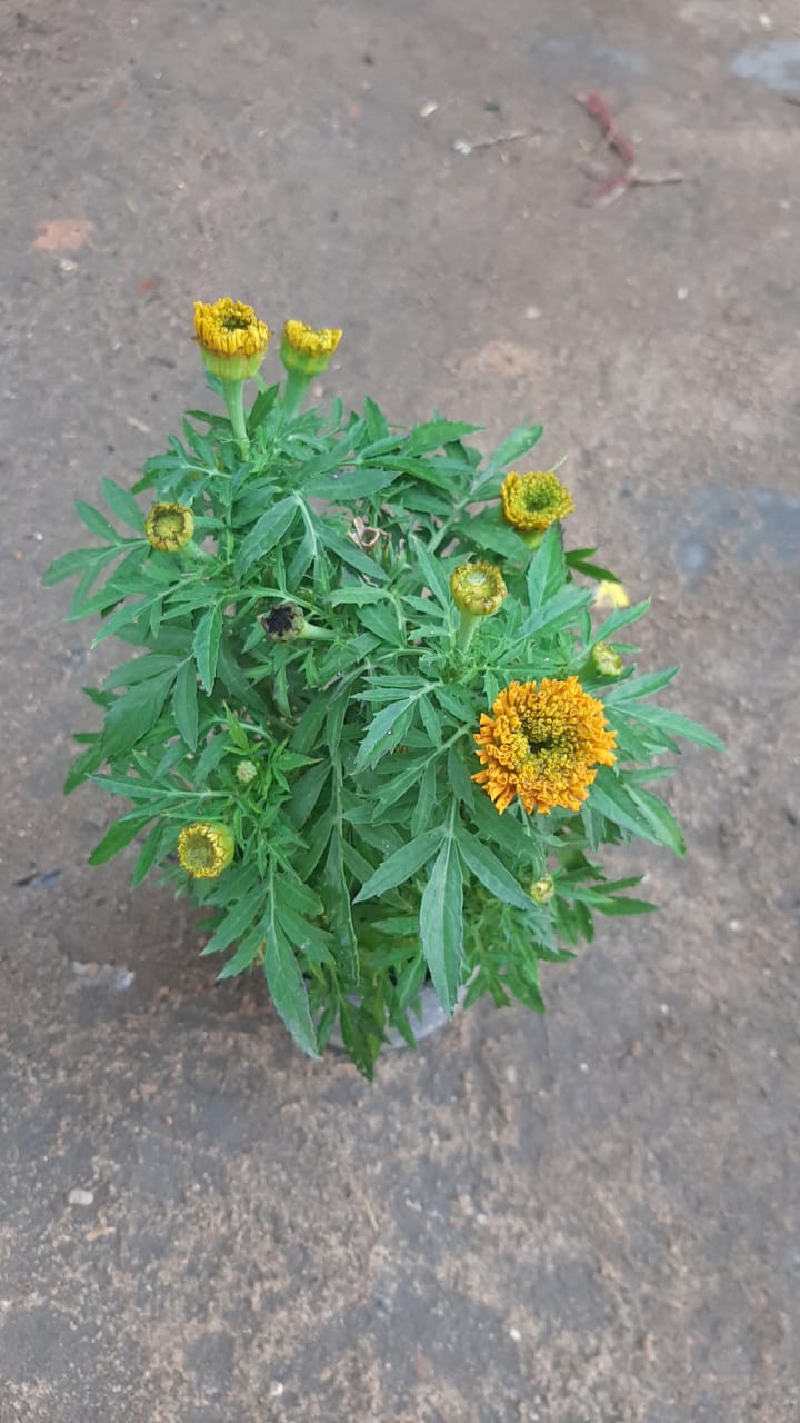 Marigold(Amaranthus)