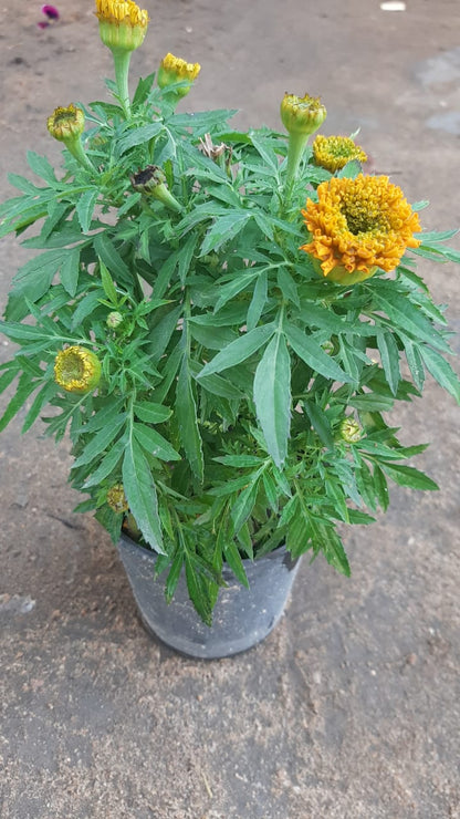 Marigold(Amaranthus)