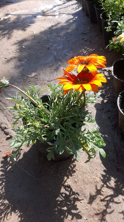 Gazania