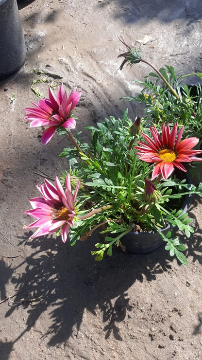 Gazania