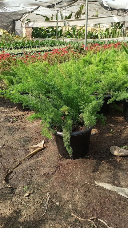 Common asparagus fern