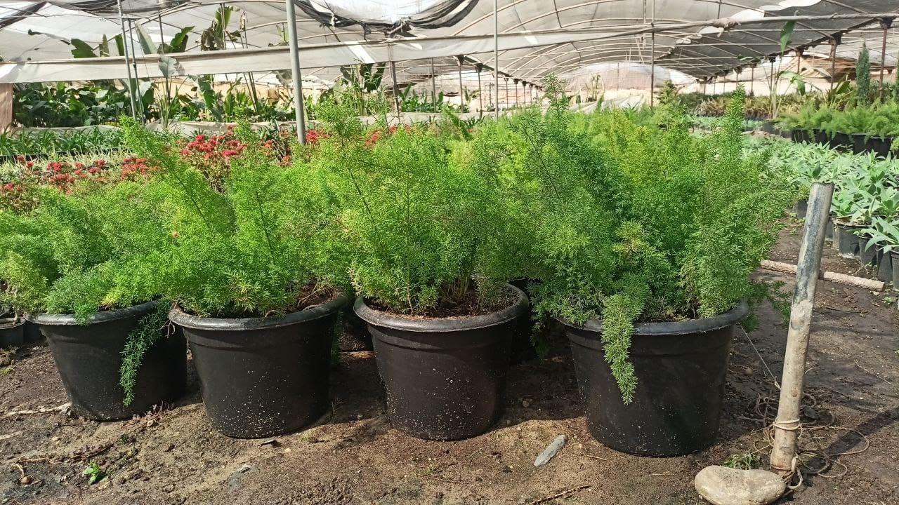 Common asparagus fern