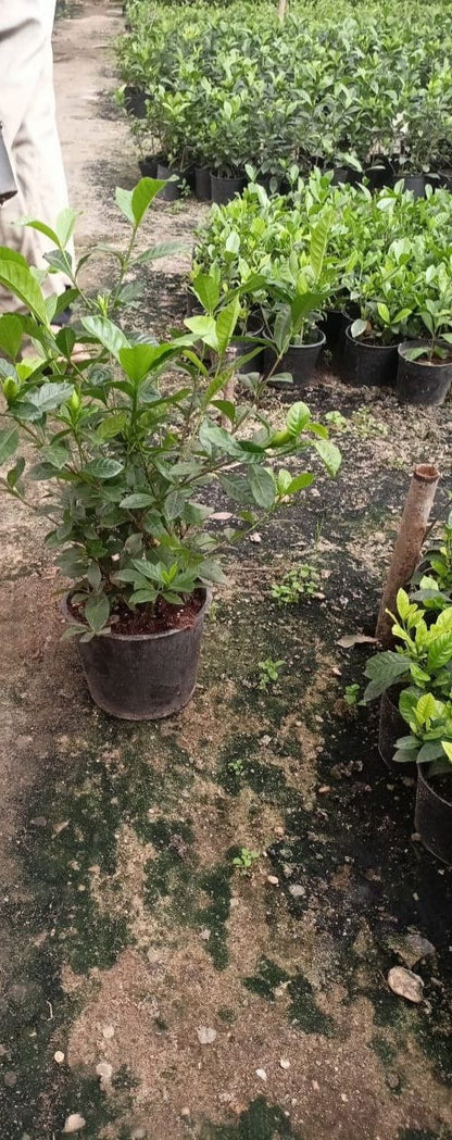 Gardenia