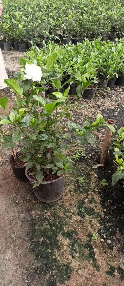 Gardenia