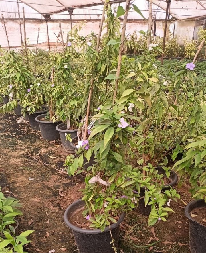 Brunfelsia