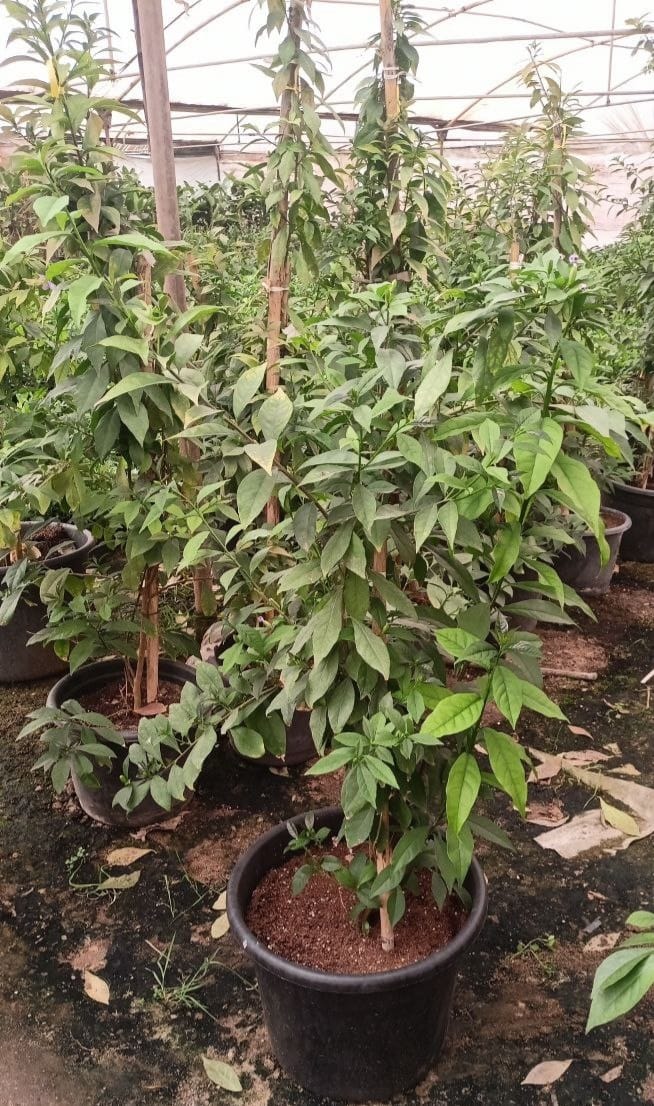 Brunfelsia