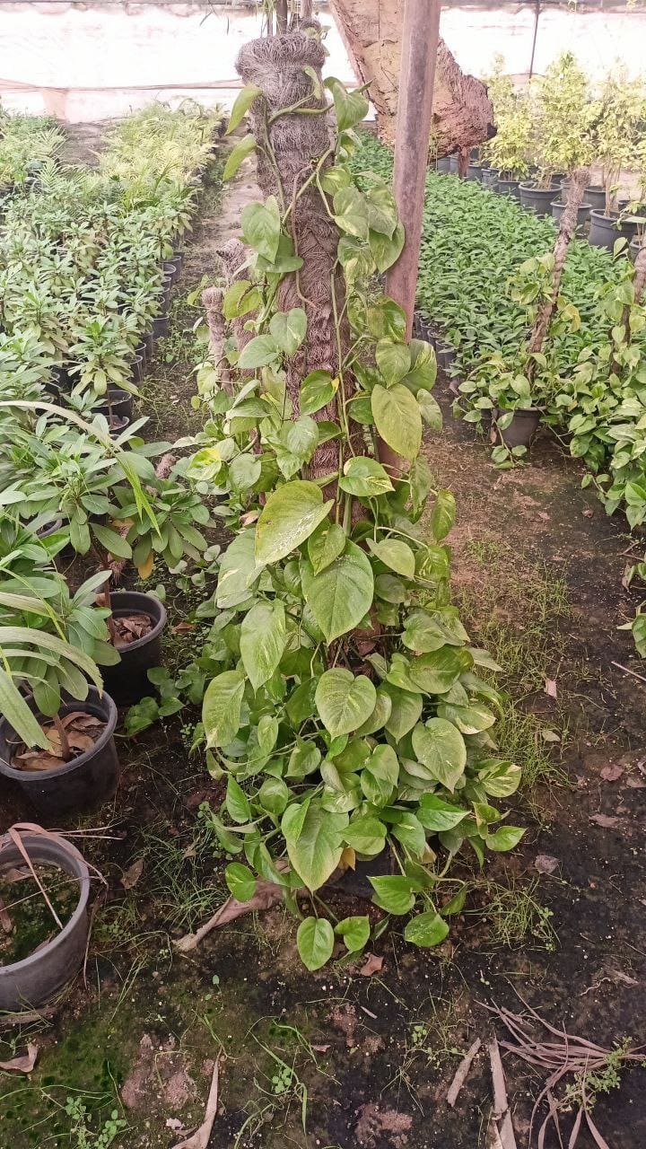 Pothos