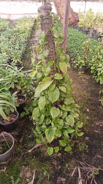 Pothos