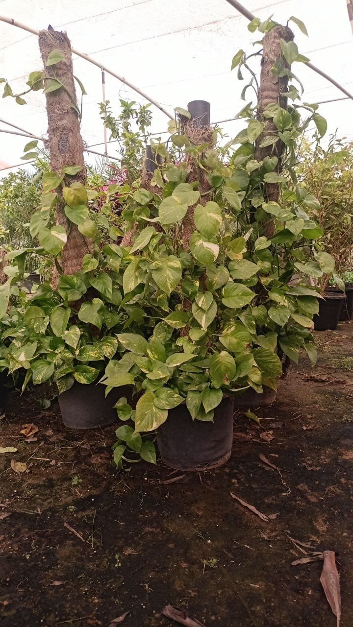 Pothos