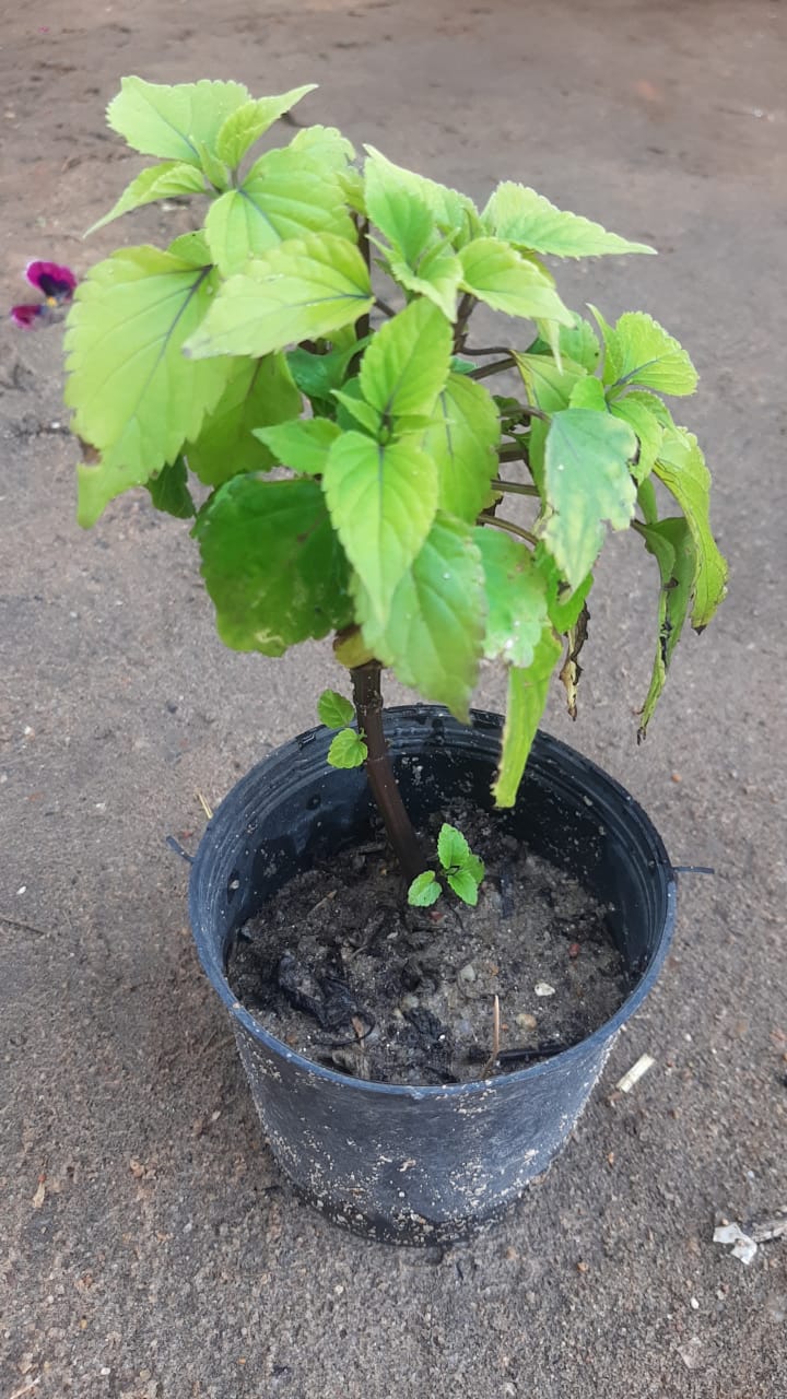 Sylvia plant
