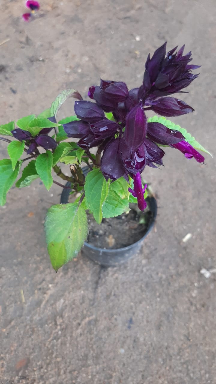 Sylvia plant