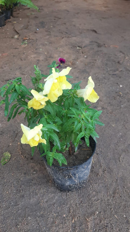 Antirrhinum plant