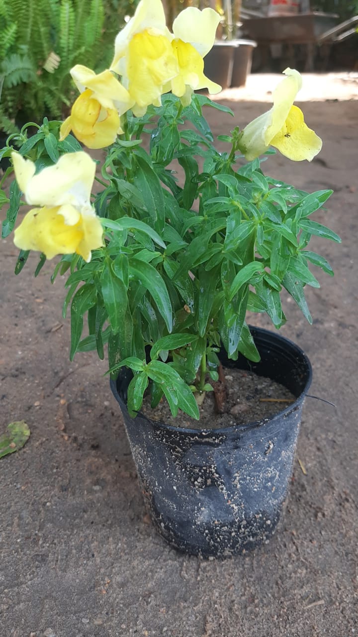 Antirrhinum plant