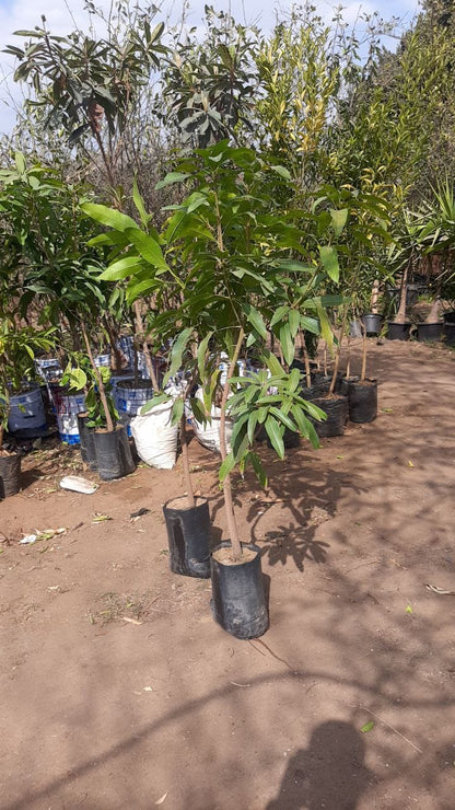 Mango Owais Seedling