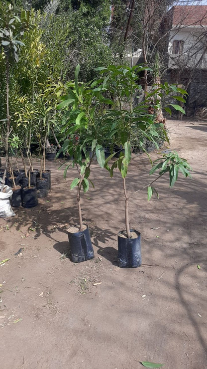 Mango Owais Seedling