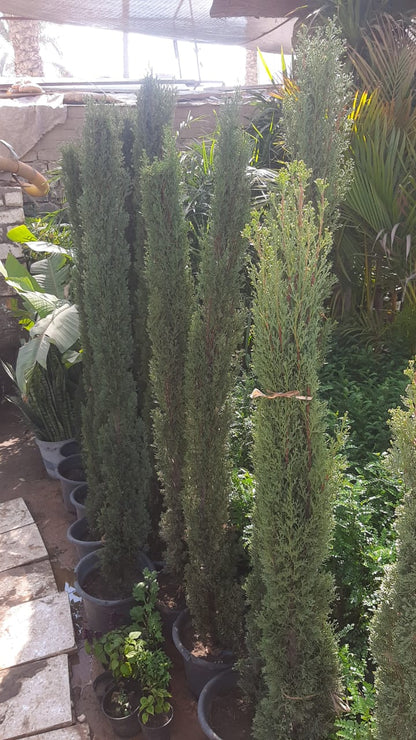 Italian Cypress