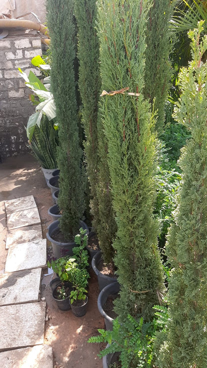 Italian Cypress