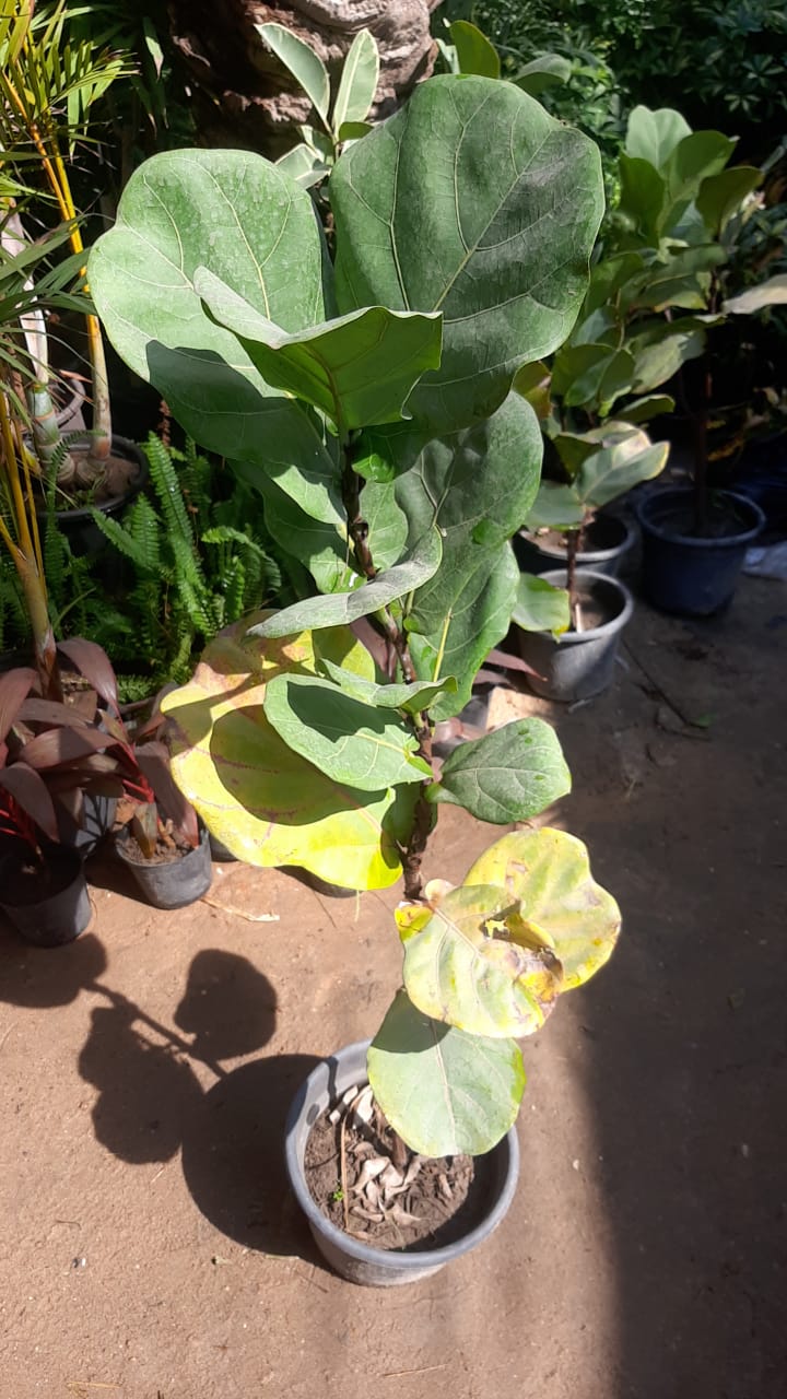Ficus lyrata plant