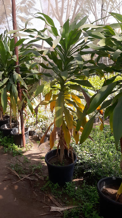 tropical dracaena tree Dracaena plant – Qamhawey Shop