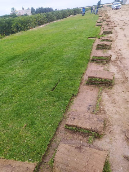 Tivoli grass