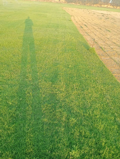 Tivoli grass