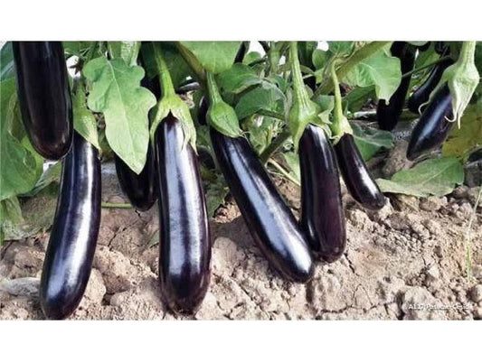 باذنجان اسود بلاك بيرد 