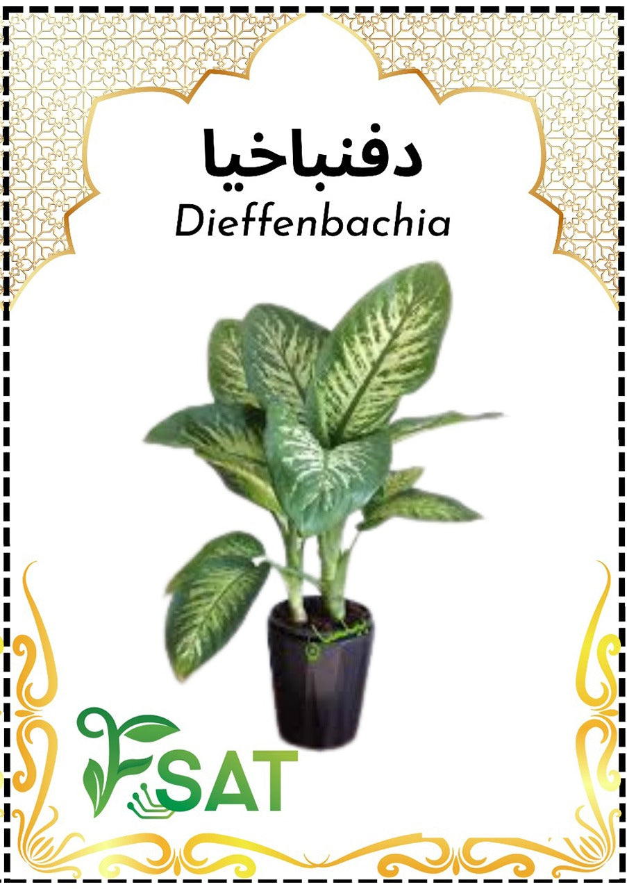 Dieffenbachia