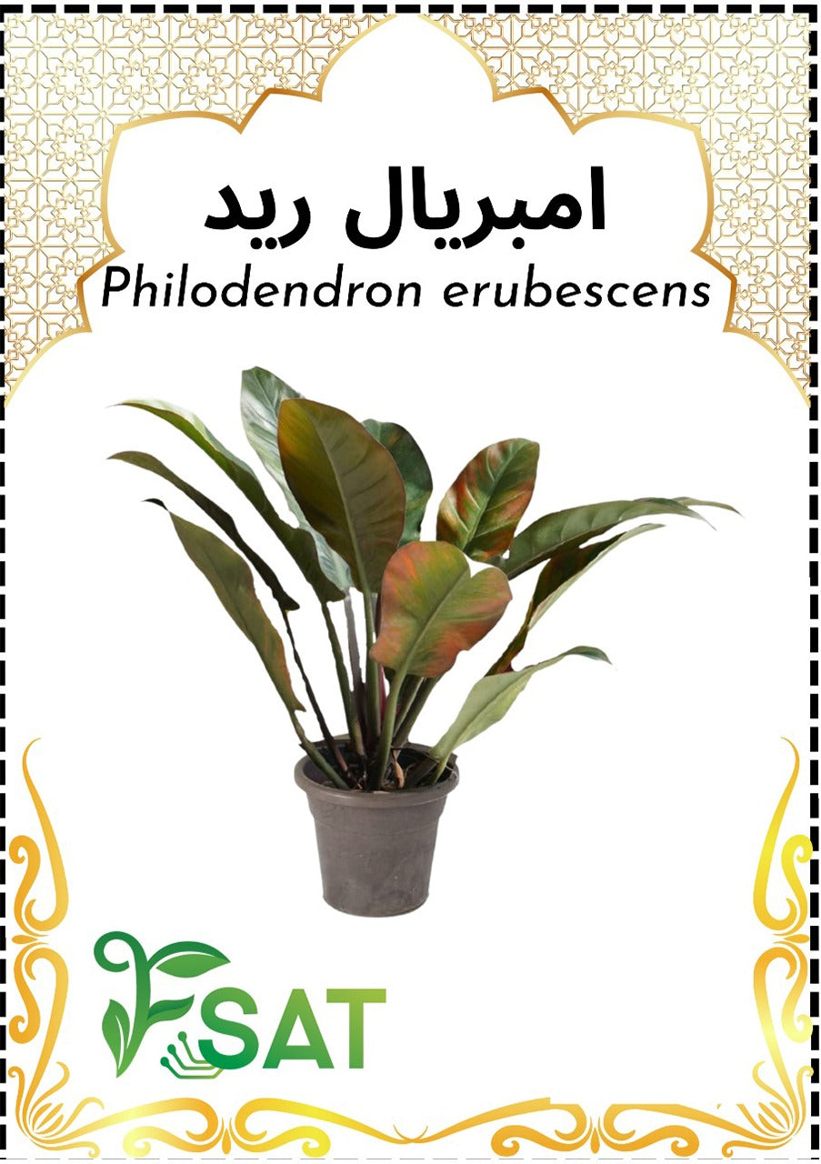 Philodendron erubescens