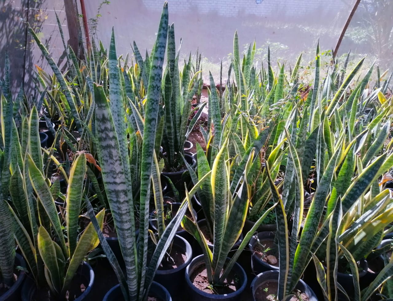 Sansevieria Trifasciata (The snake plant)