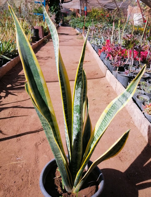 Sansevieria Trifasciata (The snake plant)