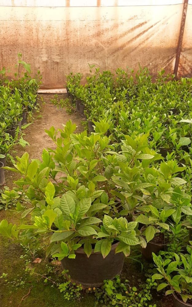 Gardenia Plant