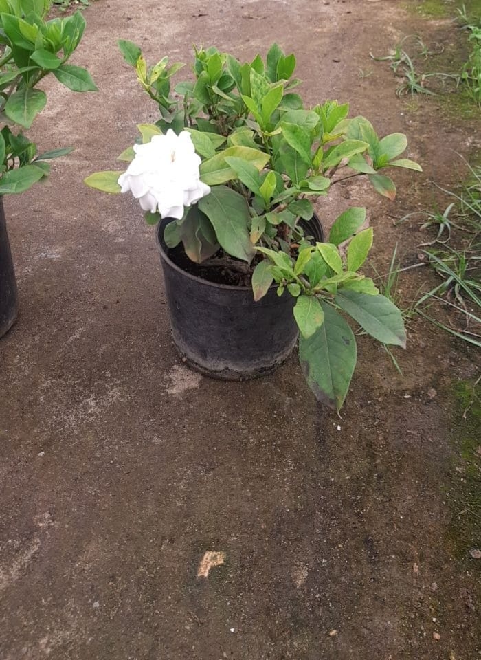 Gardenia Plant