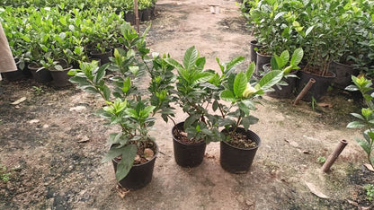 Gardenia