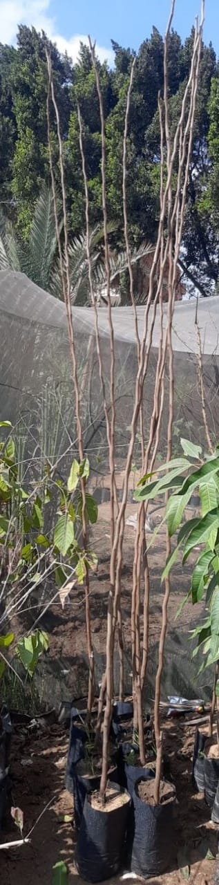 Persimmons Seedling