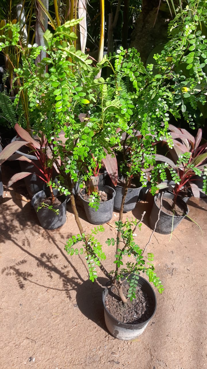 Kazaliza plant