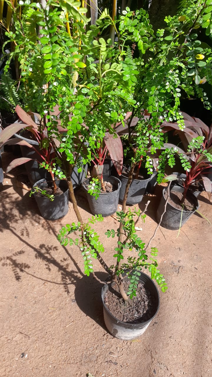 Kazaliza plant