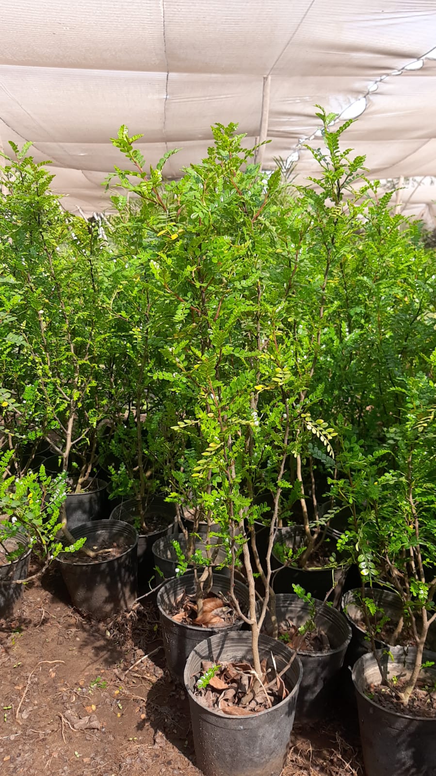 KazaLisa plant