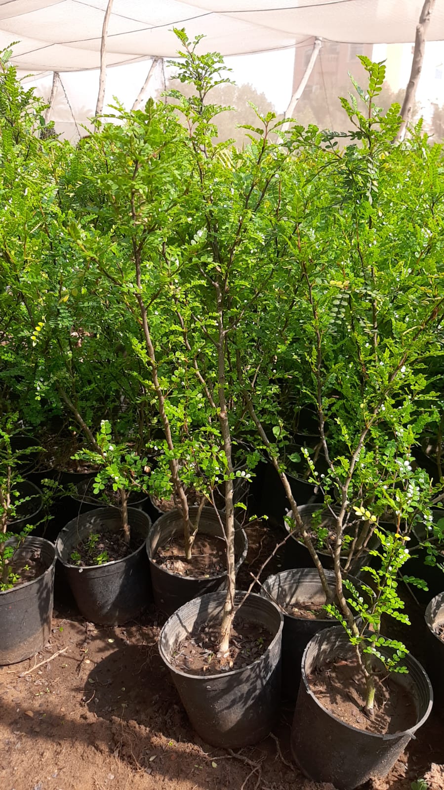KazaLisa plant