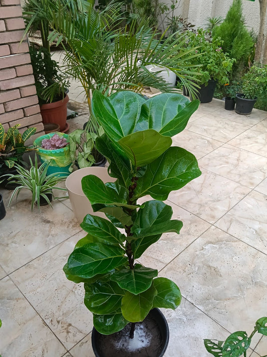 Ficus Lirata