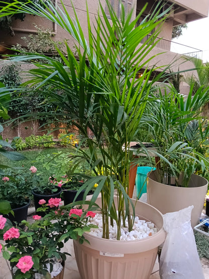 yellow areca palm
