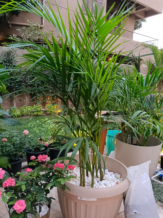 yellow areca palm