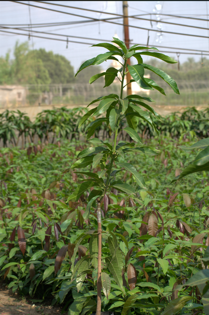 شتلة مانجو ياسمينا روز 