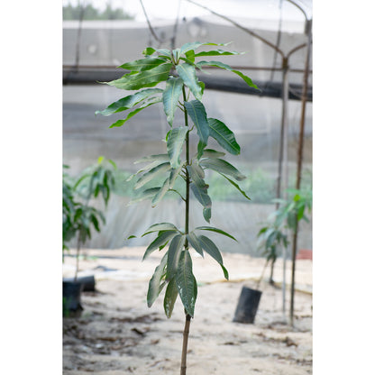 Tommy mango seedling